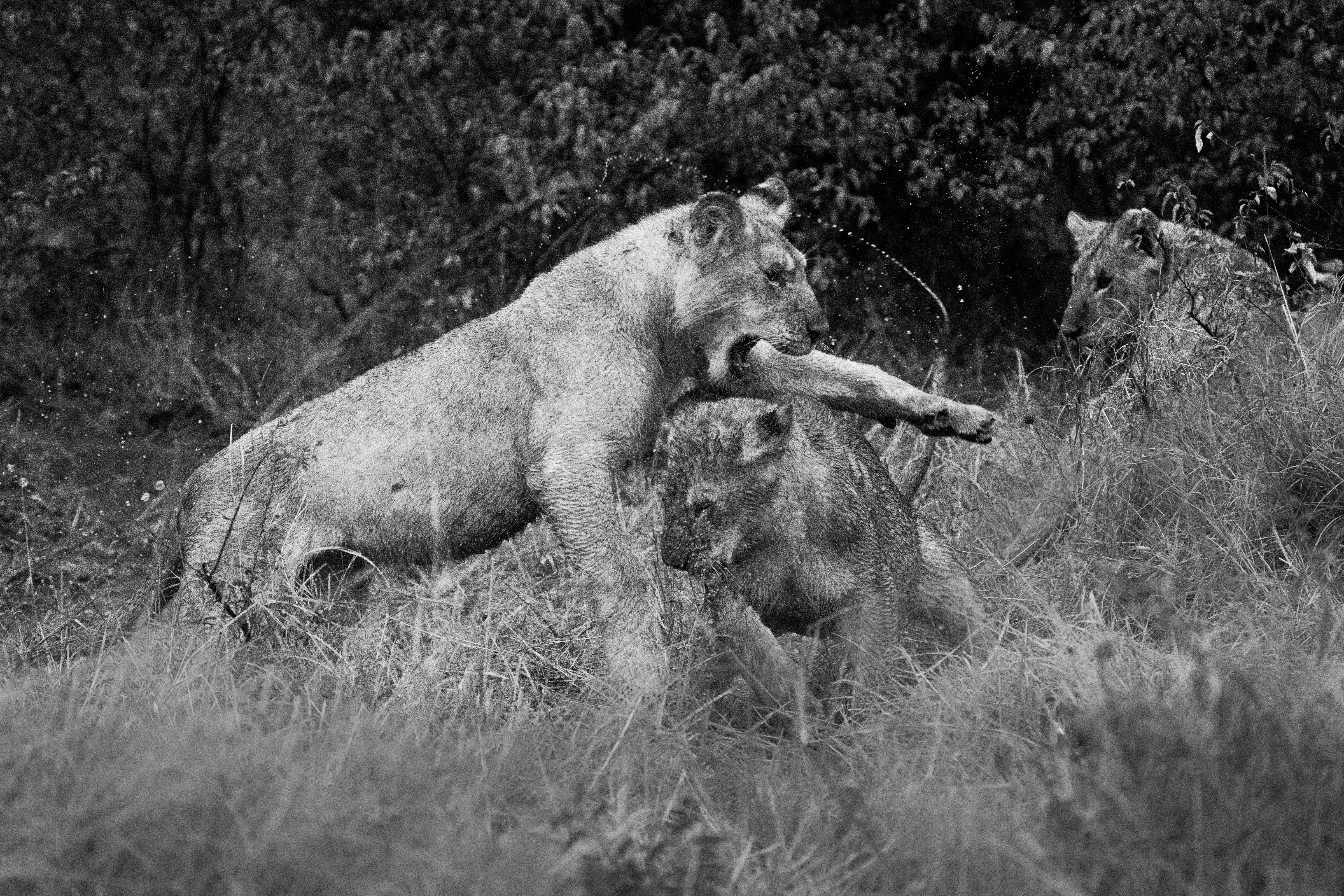 grayscale photo of lion and lioness on grass field
